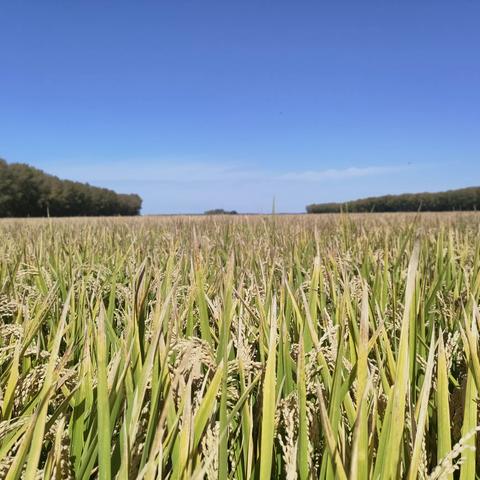 第八管理区党员干部显担当 忙中有序助秋收