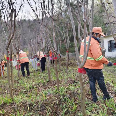 涉县公路站干线路域环境整治，路树涂红刷白