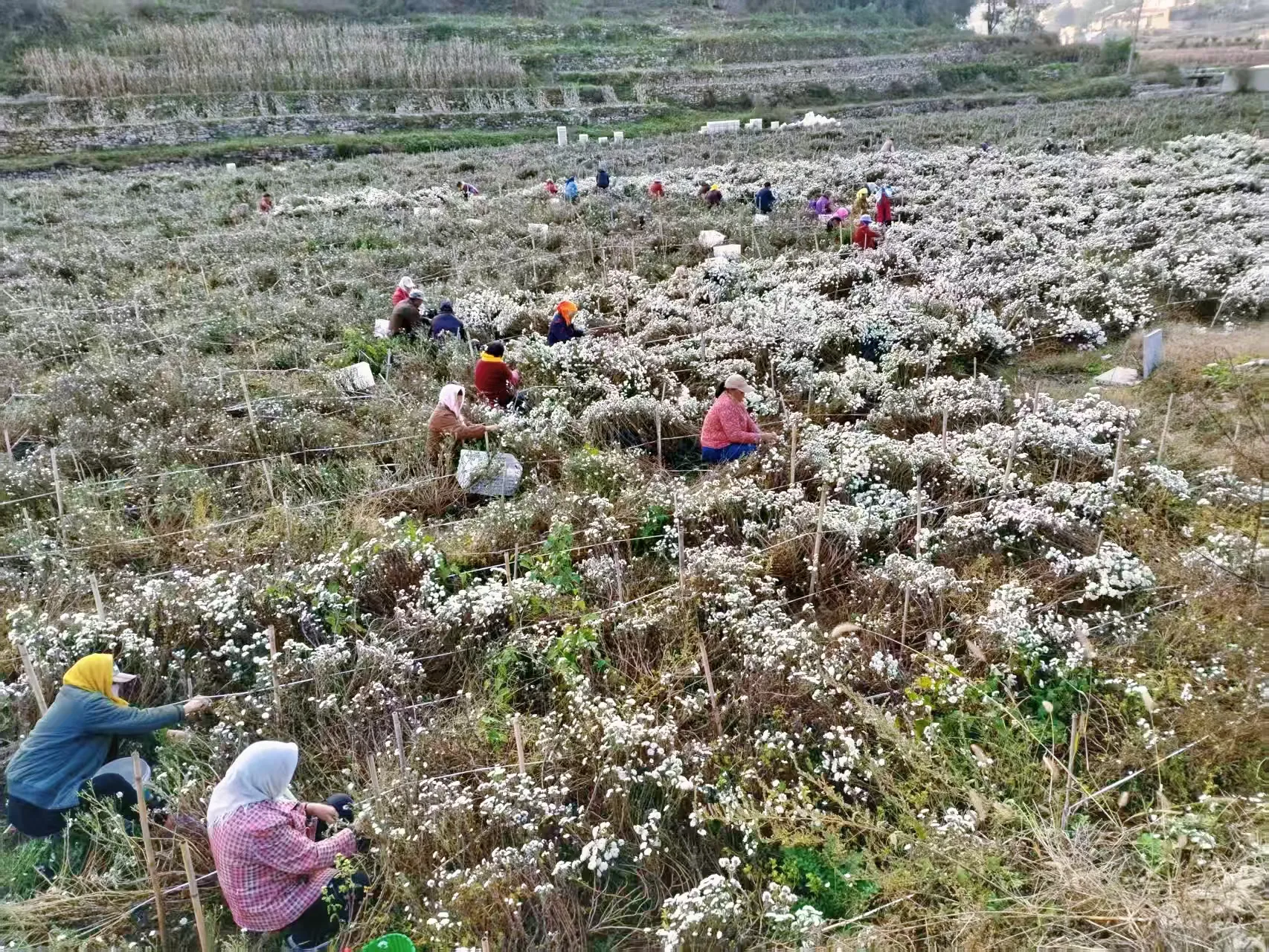 简篇-【出彩官庄】从“采菊东篱”的诗意到“乡村振兴”的盛景——官庄街道连绵青山绽放“幸福花海”