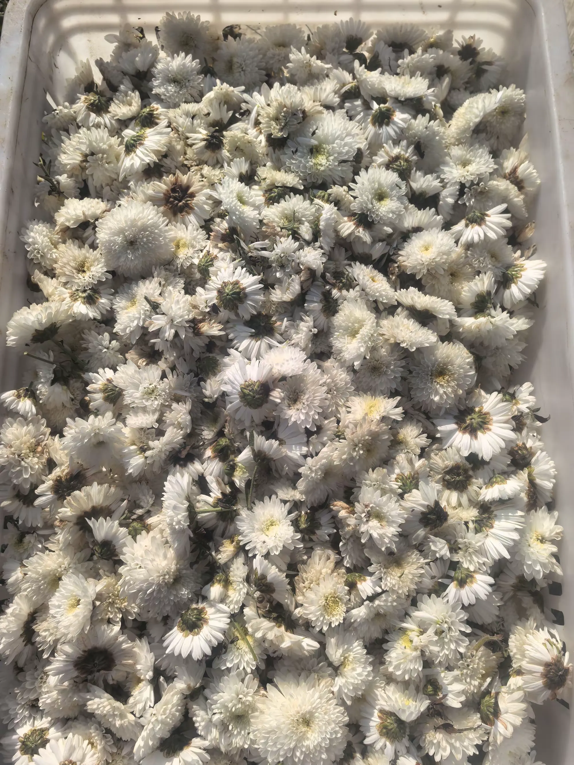 简篇-【出彩官庄】从“采菊东篱”的诗意到“乡村振兴”的盛景——官庄街道连绵青山绽放“幸福花海”