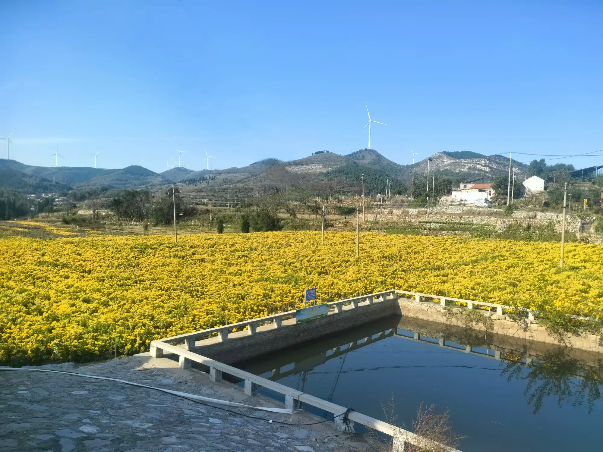 简篇-【出彩官庄】从“采菊东篱”的诗意到“乡村振兴”的盛景——官庄街道连绵青山绽放“幸福花海”