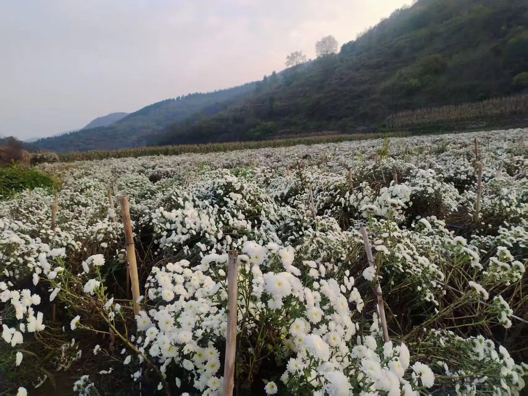 简篇-【出彩官庄】从“采菊东篱”的诗意到“乡村振兴”的盛景——官庄街道连绵青山绽放“幸福花海”