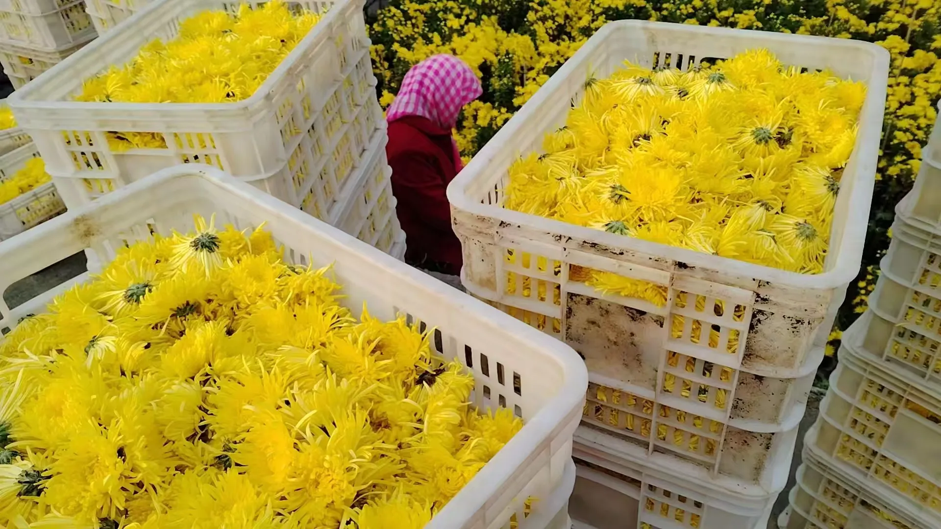 简篇-【出彩官庄】从“采菊东篱”的诗意到“乡村振兴”的盛景——官庄街道连绵青山绽放“幸福花海”