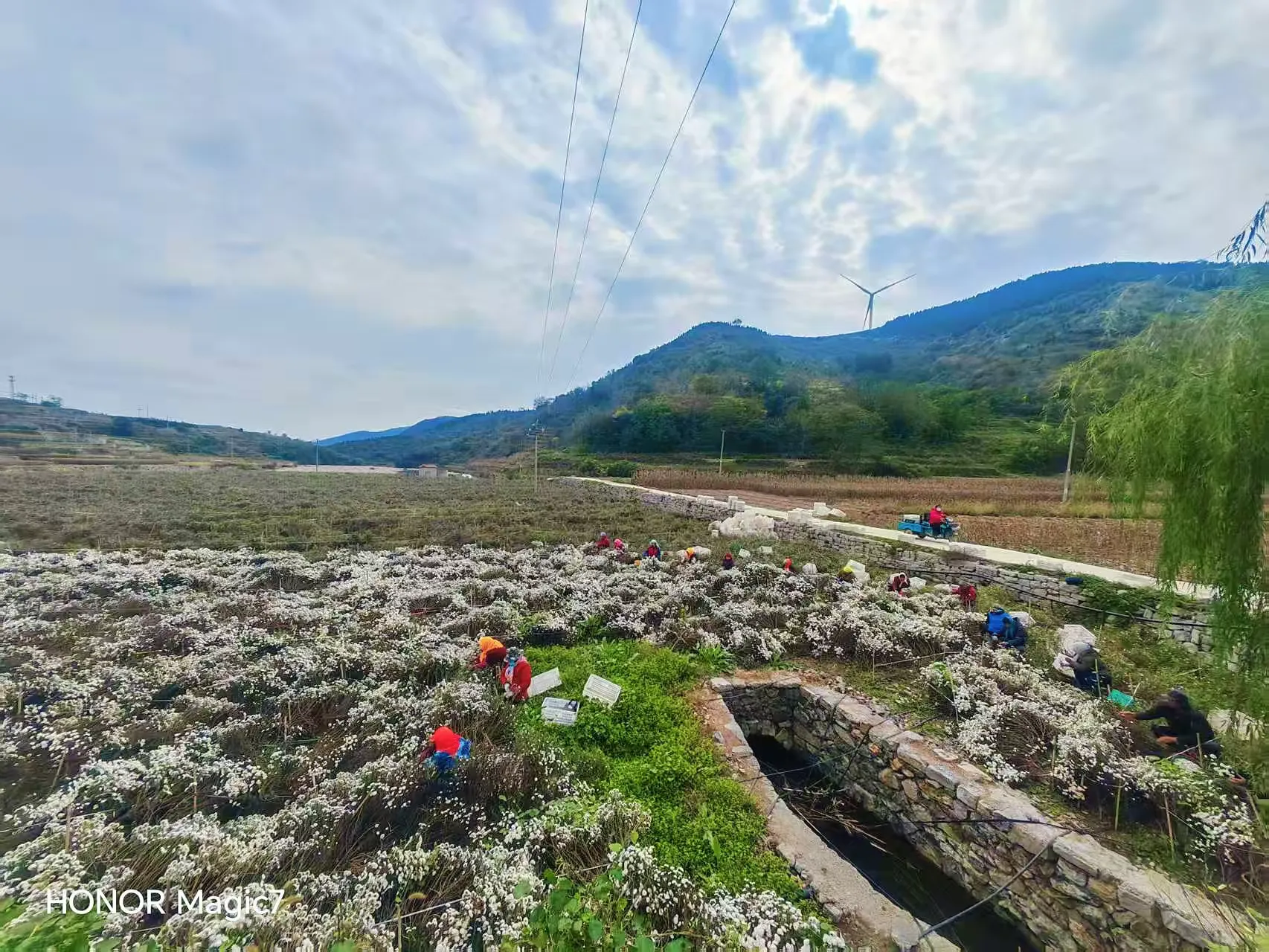 简篇-【出彩官庄】从“采菊东篱”的诗意到“乡村振兴”的盛景——官庄街道连绵青山绽放“幸福花海”