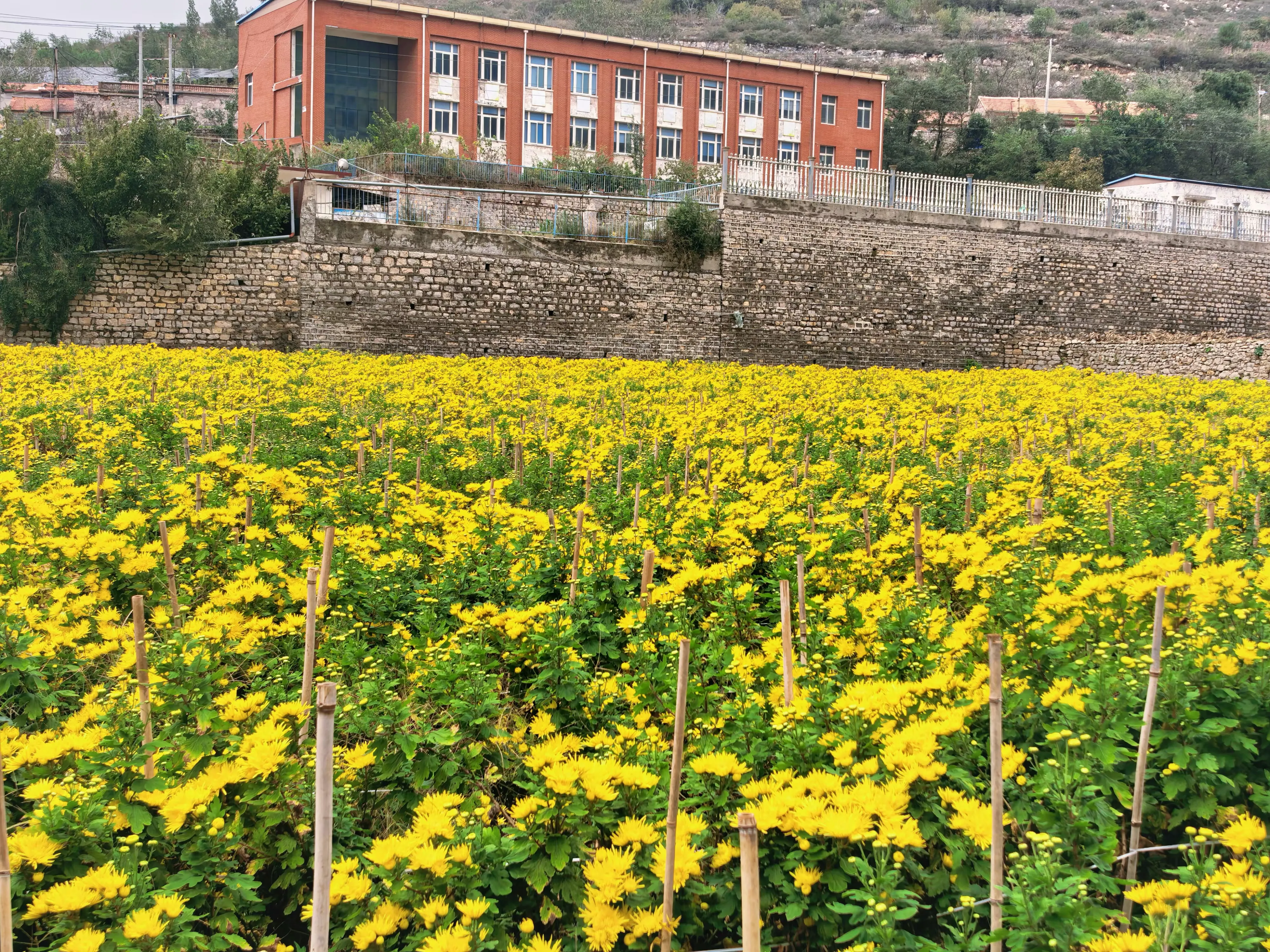 简篇-【出彩官庄】从“采菊东篱”的诗意到“乡村振兴”的盛景——官庄街道连绵青山绽放“幸福花海”