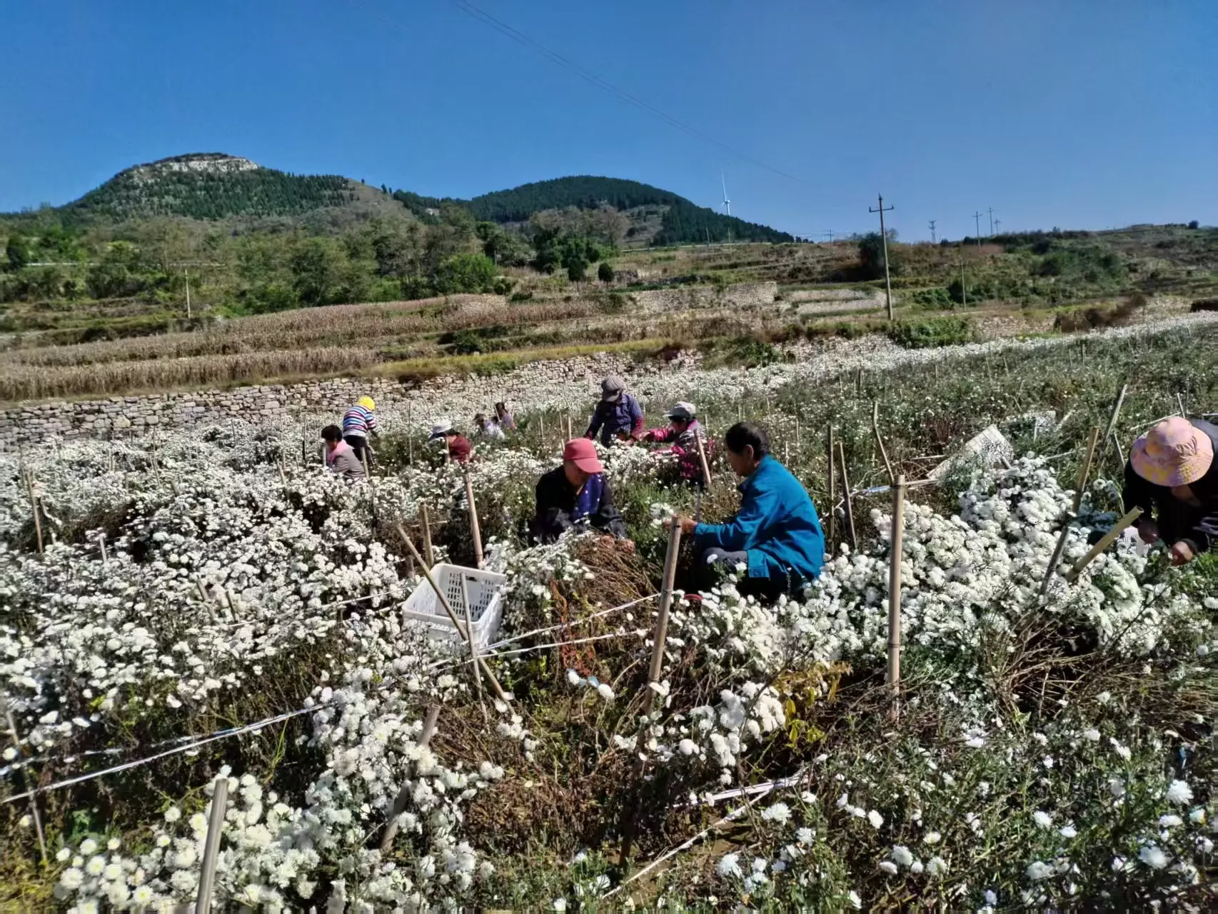 简篇-【出彩官庄】从“采菊东篱”的诗意到“乡村振兴”的盛景——官庄街道连绵青山绽放“幸福花海”