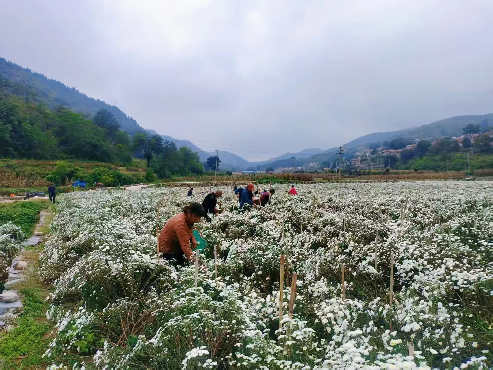 简篇-【出彩官庄】从“采菊东篱”的诗意到“乡村振兴”的盛景——官庄街道连绵青山绽放“幸福花海”