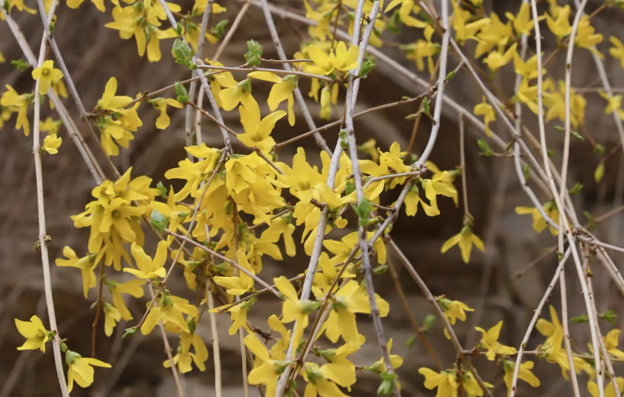 简篇-观花官庄丨一湾春水两岸山,三角湾村四月天