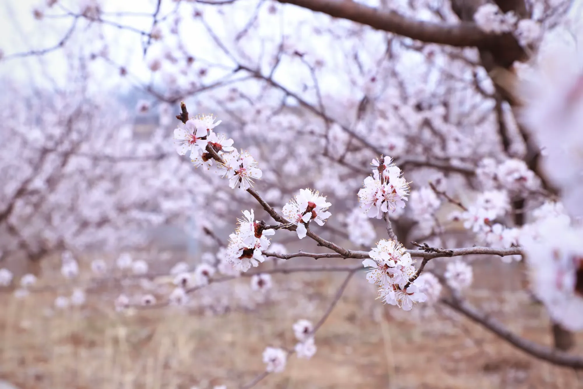 简篇-观花官庄丨一湾春水两岸山,三角湾村四月天