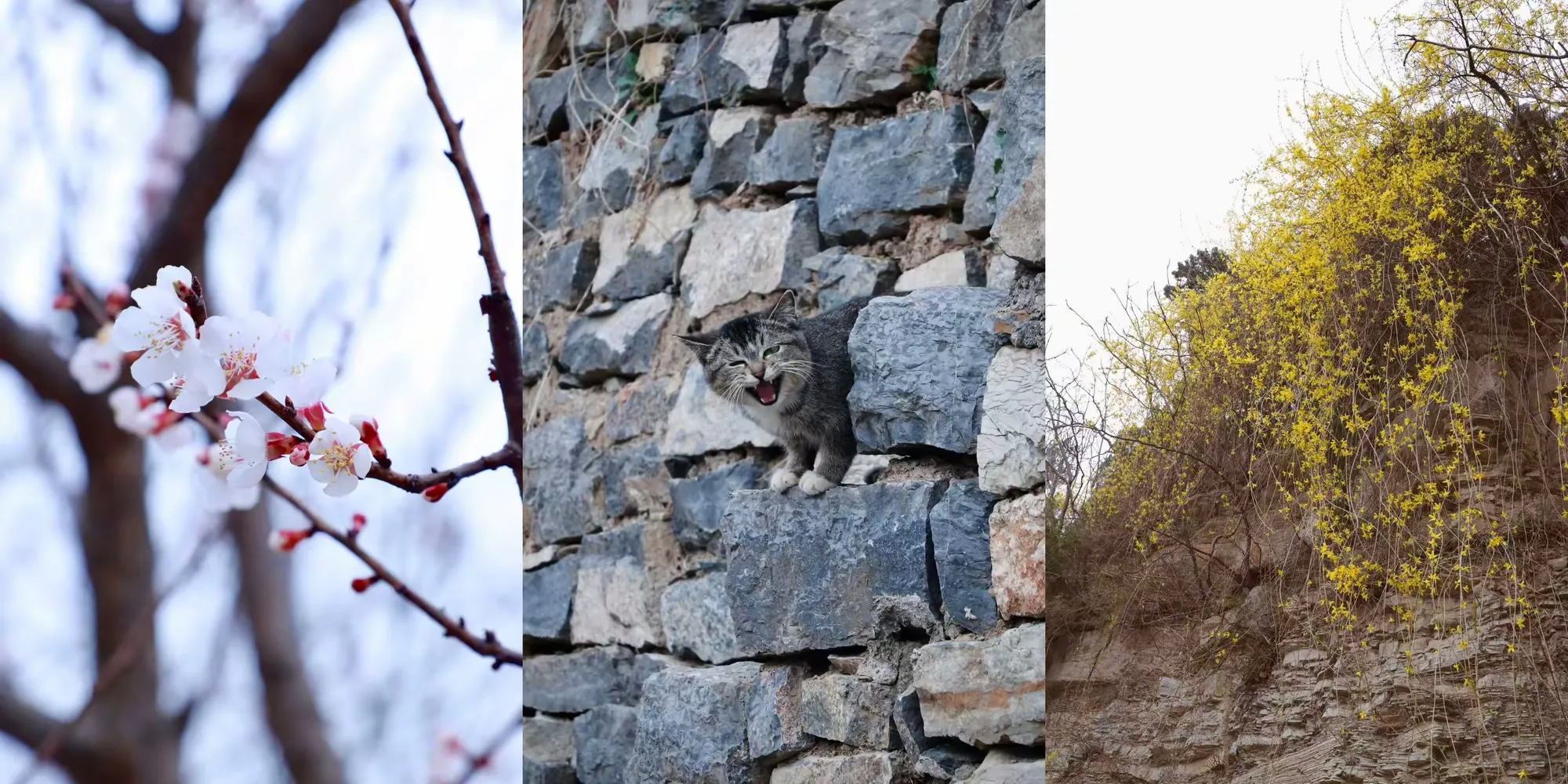 简篇-观花官庄丨一湾春水两岸山,三角湾村四月天