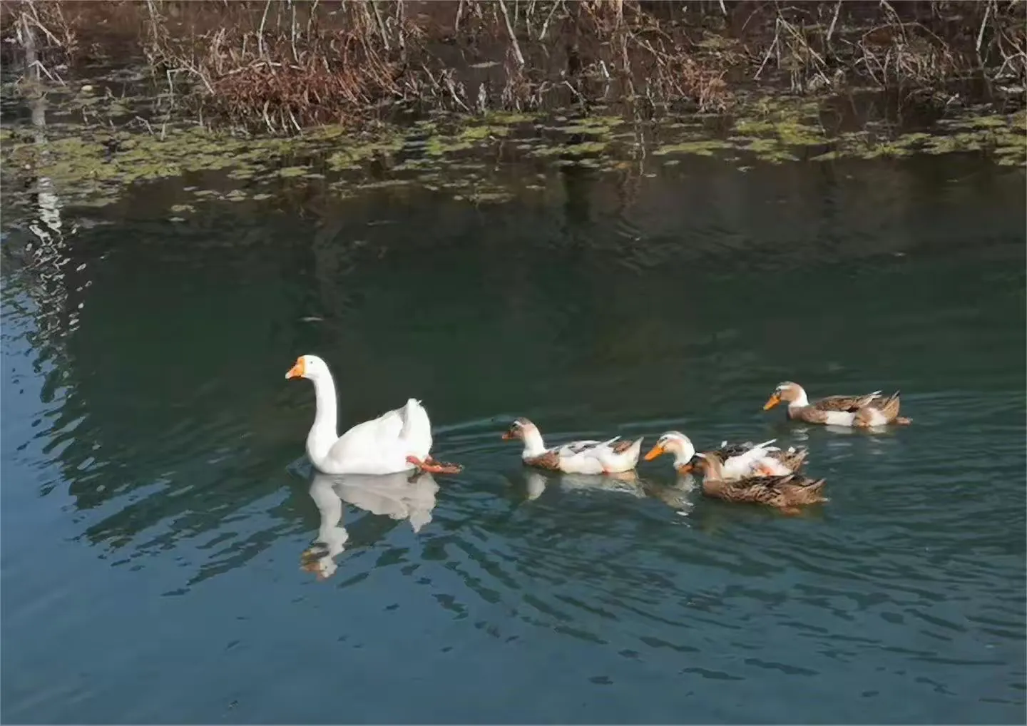 简篇-观花官庄丨一湾春水两岸山,三角湾村四月天