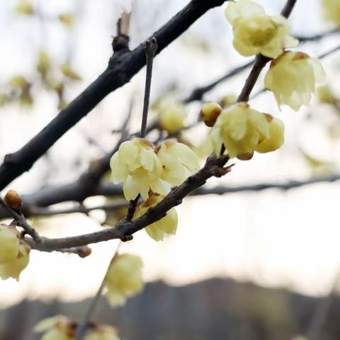 蜡梅盛开，香气馥郁——侯马市中医院第三届“赏梅周”活动开始啦