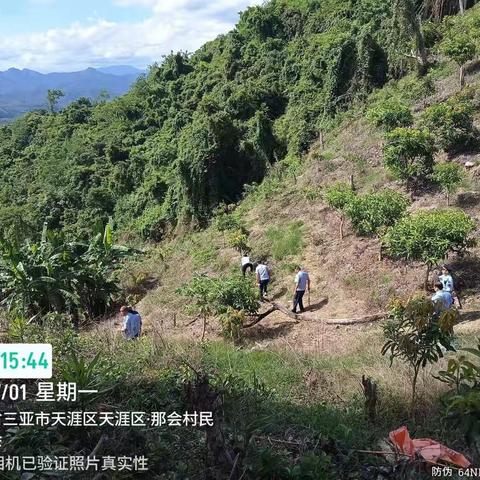 多方联合，主动出击，依法“清苗”，海垦立才在行动！