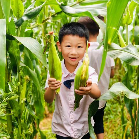 【 采秋实，传和美，启童智】—融安县沙子乡中心幼儿园秋收活动