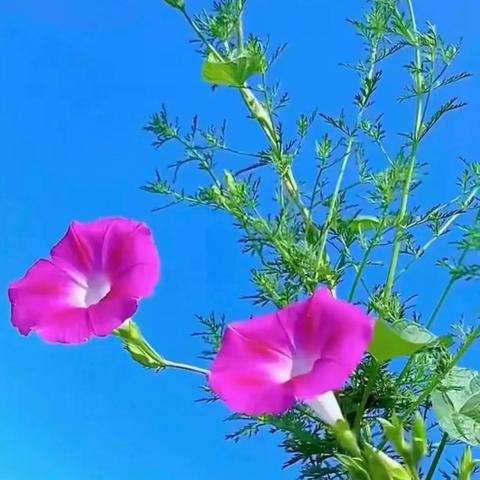 躬耕实践，以劳育德——东风学校四年一班劳动实践活动