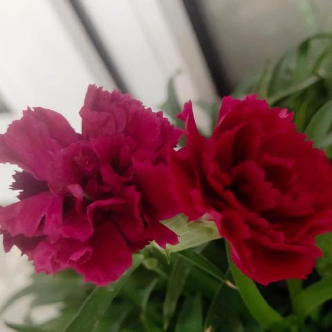 “致敬师恩 筑梦起航”——东风学校2025年秋季学期开学典礼暨第41个教师节表彰大会