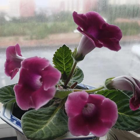 芳华初绽亮新姿 逐光笃行向未来 —东风学校新上岗教师展示课活动