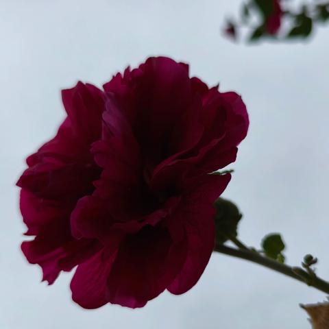 在劳动中成长 —5.1实践活动