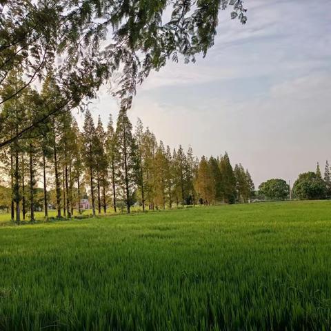 乡野重阳节活动--十月二日