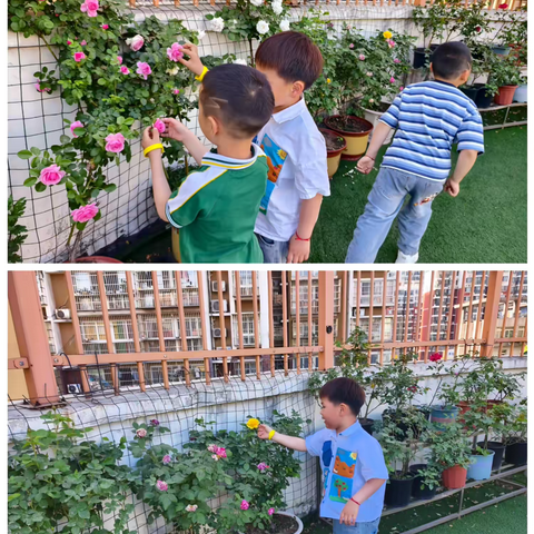 【大一班】瞧！月季与蔷薇