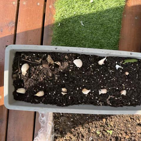 【小一班】大蒜的故事