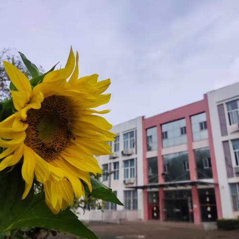 基地耕新 蒜得绸缪——沂水县诸葛镇第四小学秋耕活动开始了！