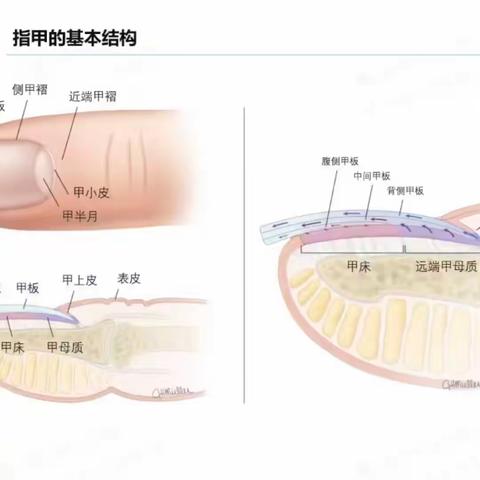 健康科普—常见甲良性肿瘤图解