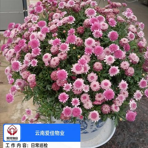 云南爱佳物业-红福苑小区2025年3月第三周物业服务简报