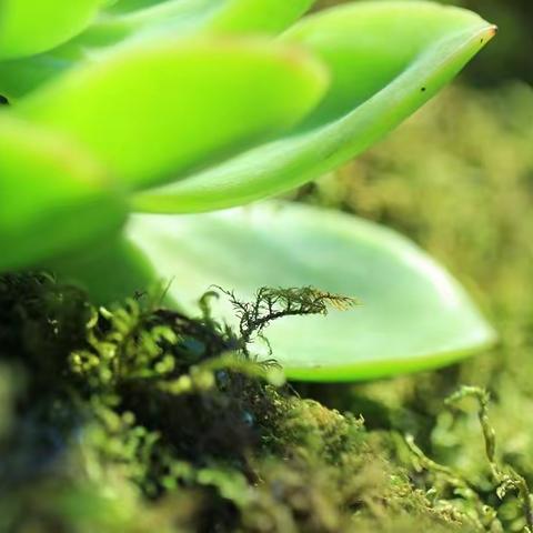 聚焦实验，巧手能工  —— 兰岗镇中心校（中学部）理化生组生物学学生活动