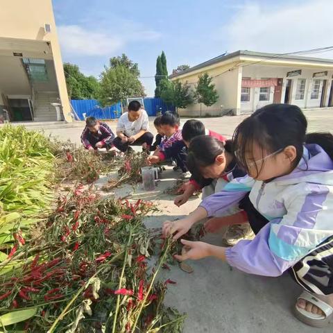 ＂把蒜种起来,'蒜'你厉害＂---建国镇小学第三集团校商庄完小实践活动纪实