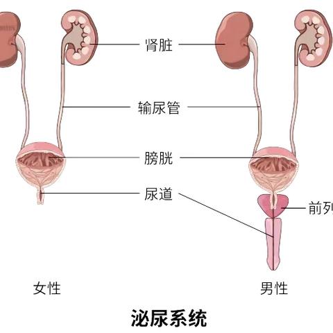 关于尿路结石的一些问题!!!