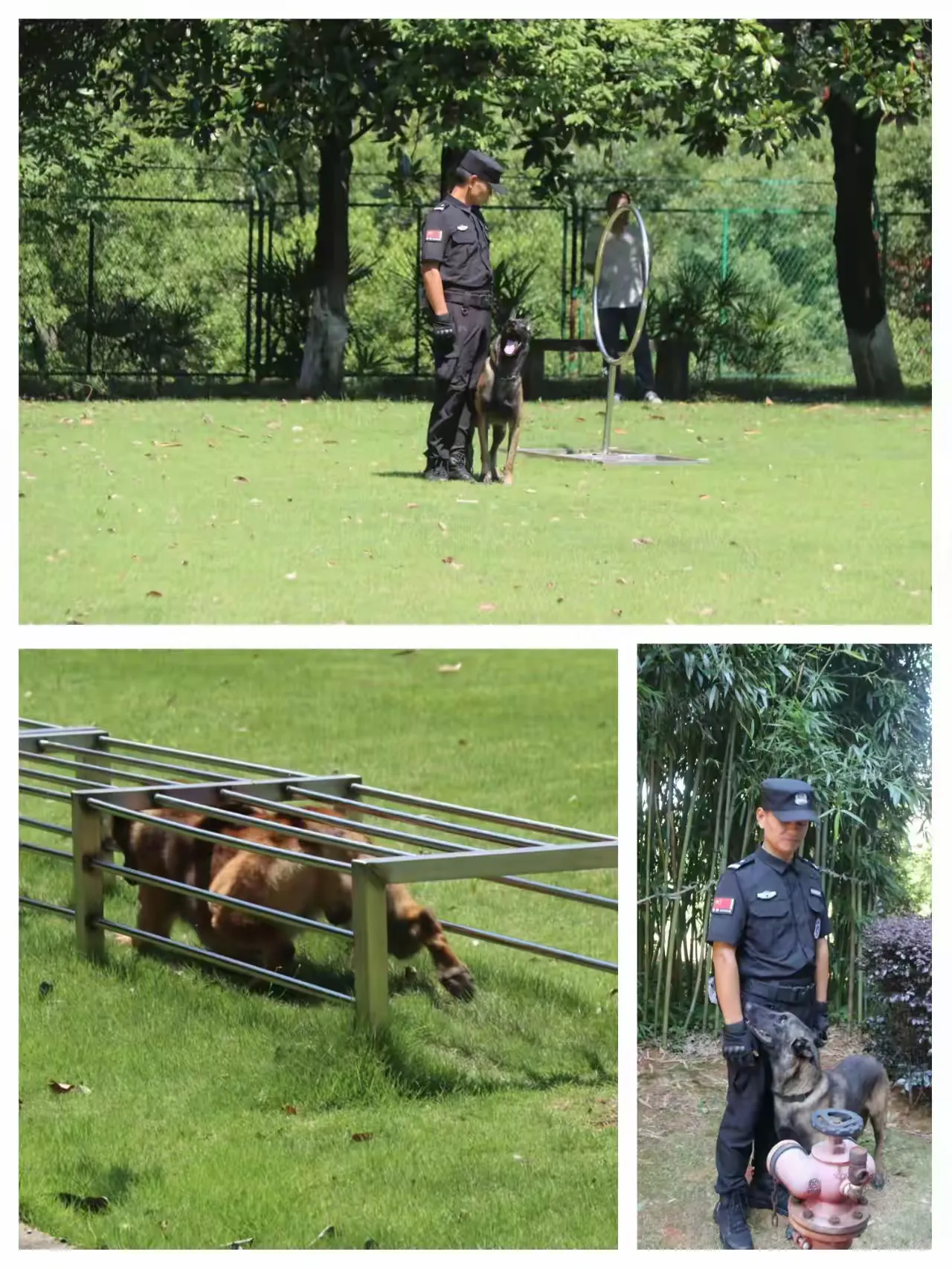 广州警犬训练基地图片