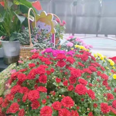 “花”式育人 ﻿——洞山中学三年级组劳动实践基地花卉种植篇