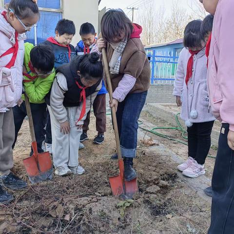 【丰收之乐，“薯”我最棒】——宜安小学少工委开展挖红薯劳动实践活动