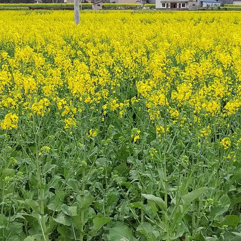 相约油菜花--------2023年春季学期干坝沟山村幼儿园