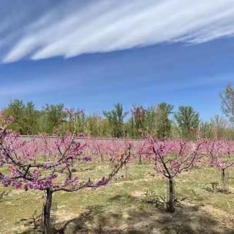 桃花正浓，情满云帆  ——云帆幼儿园第一届桃花节邀请涵