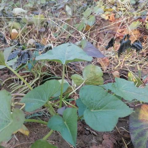 立冬时节，喜获红薯---大油村学校劳动教育纪实