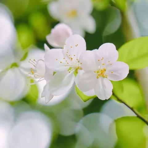 🌵美好 · 童年——师范幼儿园种植活动分享🌸