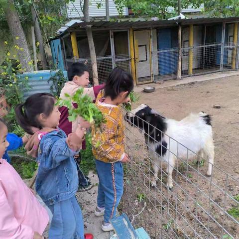 “亲近动物、自然饲养”阜宁县益林镇实验幼儿园