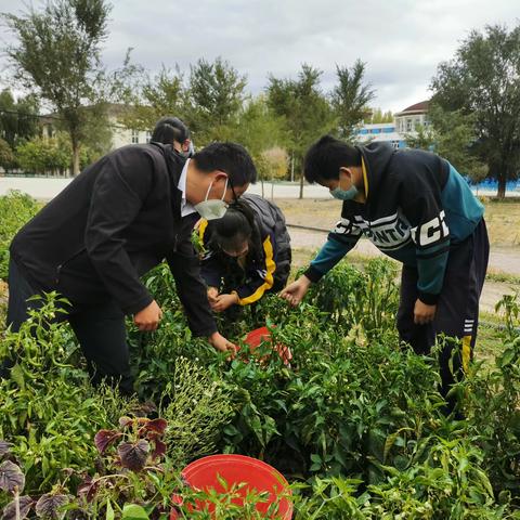 一八四团中学劳动实践基地喜获丰收