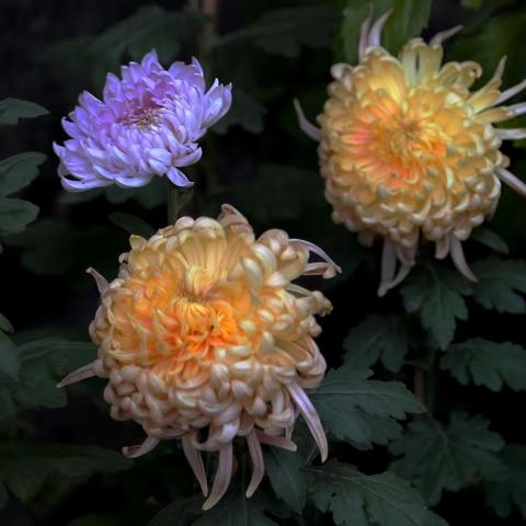 苏州耦园赏菊花 地衣 二0二三年十一月二十二日