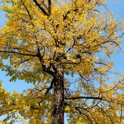 浙江长兴十里银杏长廊掠影 二〇二五年十一月二十二日 地衣