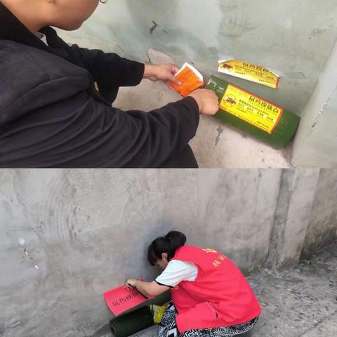 “除四害 ”  保健康--二曲街道凤泉社区积极开展夏季病媒生物防制活动