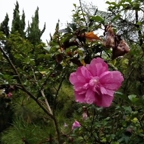 雨中情怀