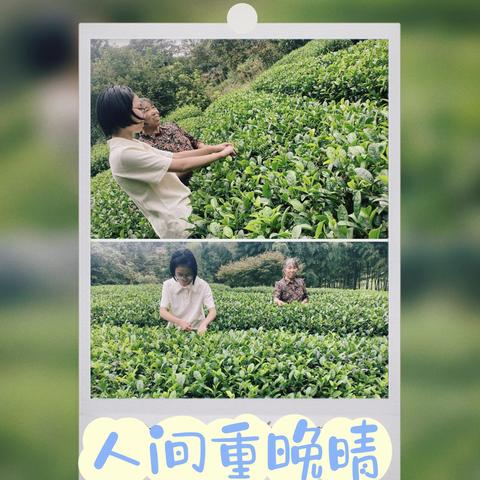 秋高气爽晚菊香   重阳敬老情意长—七星中学八（8）班“念亲恩”青少年感恩敬老活动