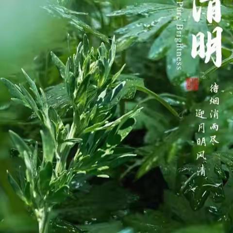 清明的味道——艾草麻糍  205班石楚焱