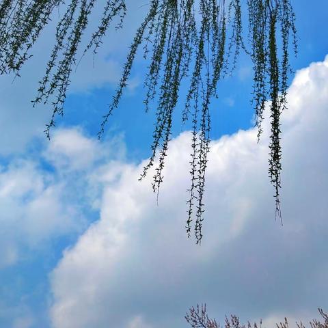 看芳菲翠滴竞春色   经风霜雪雨结硕果---朱坑一中四月工作总结