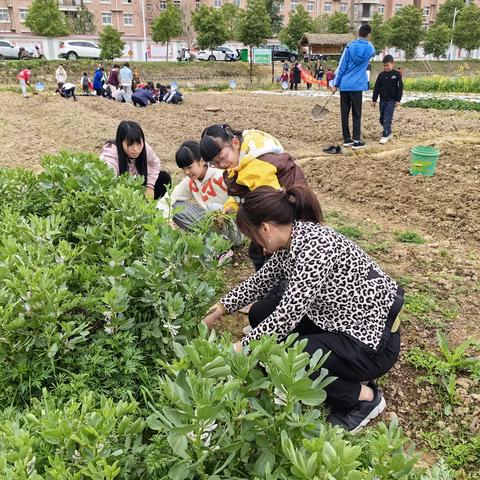 “播下快乐的种子，带着希望的光芒”市柳叶湖一中43班亲子活动