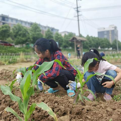 “五一劳动节|劳动最光荣！致敬最美劳动者！”市柳叶湖一中43班亲子活动