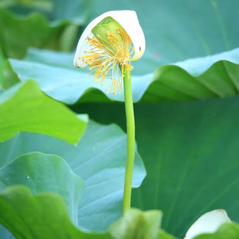 落花飘零也是一种美